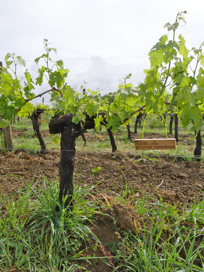 Виноградник на урожай